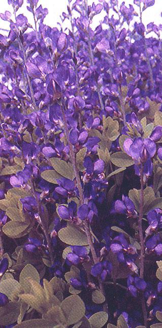 Baptisia  australis