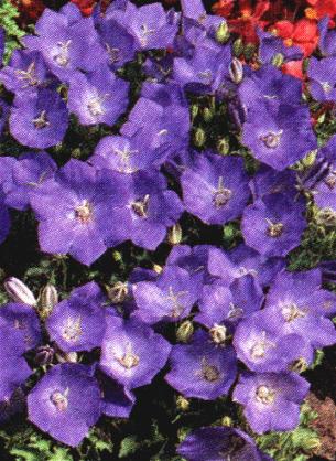 Campanula carpatica 'Deep Blue Clips'