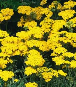 Achillea millefolium 'Cassis': Specialty Perennials - Flower Seeds