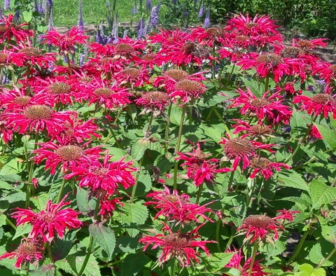 Specialty Perennials - Flower Seeds: Monarda didyma 'Panorama Red Shades'